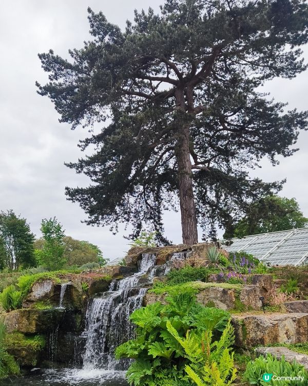 🌸我愛花花🌸之🌱邱園🌱世界植物王國👑