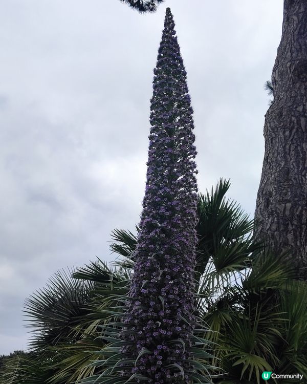 🌸我愛花花🌸之🌱邱園🌱世界植物王國👑