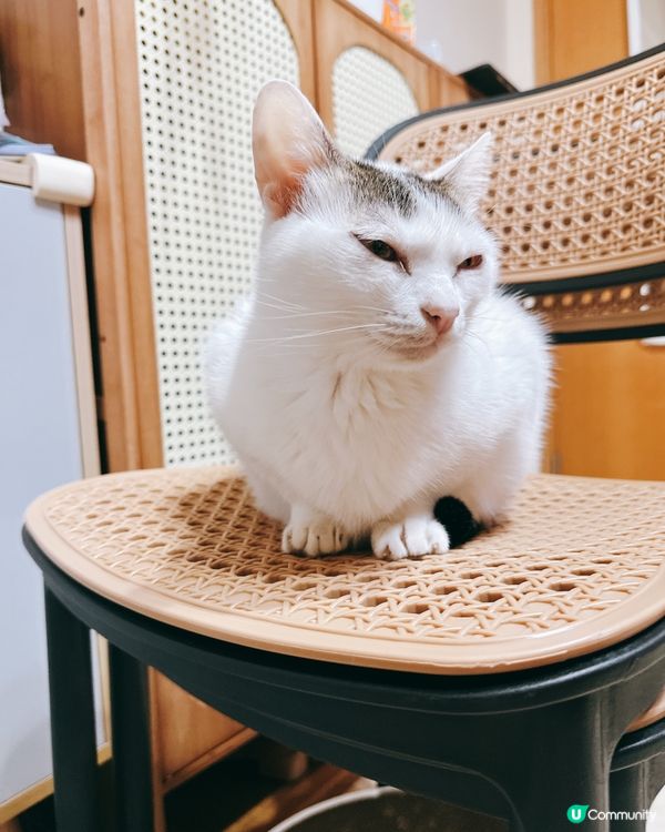 白貓優雅坐姿，萌翻天！😻🪑