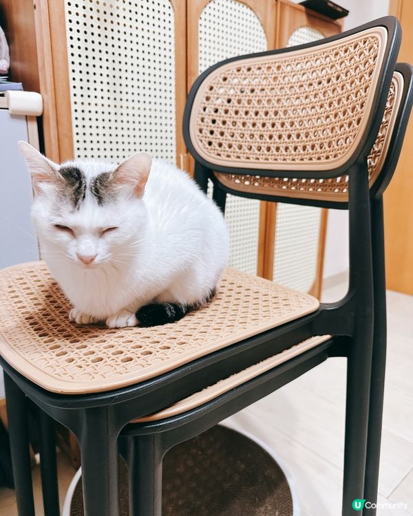 白貓優雅坐姿，萌翻天！😻🪑