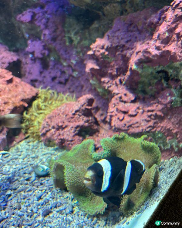 池袋Sunshine City水族館