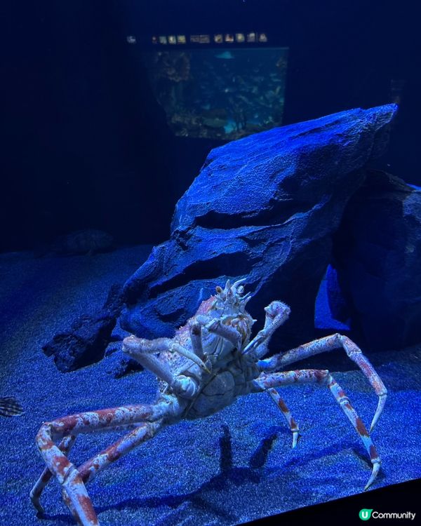 池袋Sunshine City水族館