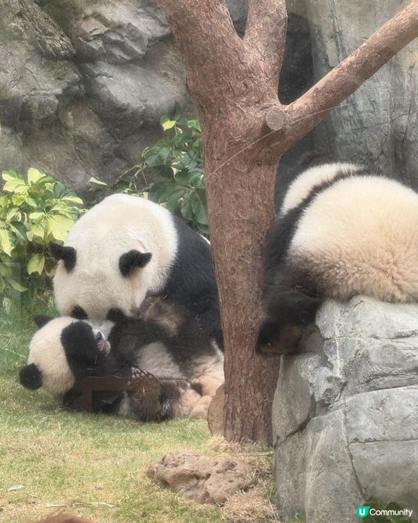 【生活vlog系列】我和熊貓BB有個約會 #shorts #hkpanda #天空妹 #skylife0512 #hkoceanpark #🇭🇰 #家姐細佬 #海洋公園 #港產熊貓 #香港熊貓bb