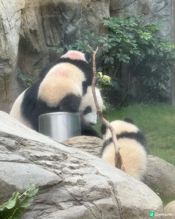 【生活vlog系列】我和熊貓BB有個約會 #shorts #hkpanda #天空妹 #skylife0512 #hkoceanpark #🇭🇰 #家姐細佬 #海洋公園 #港產熊貓 #香港熊貓bb