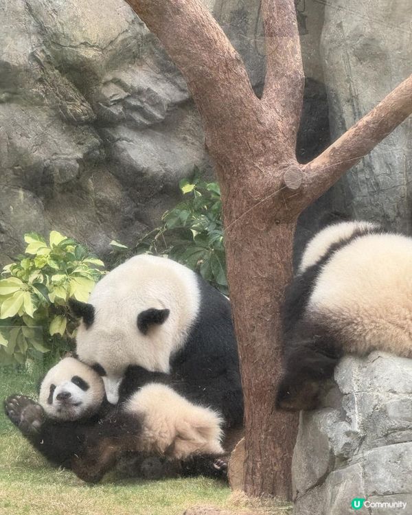 【生活vlog系列】我和熊貓BB有個約會 #shorts #hkpanda #天空妹 #skylife0512 #hkoceanpark #🇭🇰 #家姐細佬 #海洋公園 #港產熊貓 #香港熊貓bb