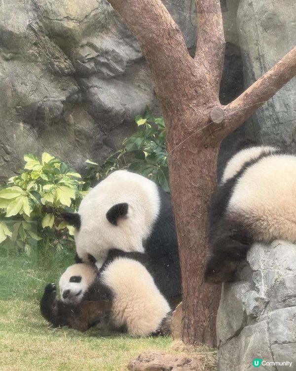 【生活vlog系列】我和熊貓BB有個約會 #shorts #hkpanda #天空妹 #skylife0512 #hkoceanpark #🇭🇰 #家姐細佬 #海洋公園 #港產熊貓 #香港熊貓bb