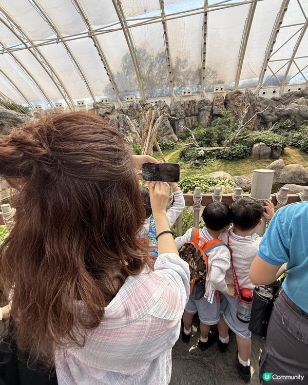 【生活vlog系列】我和熊貓BB有個約會 #shorts #hkpanda #天空妹 #skylife0512 #hkoceanpark #🇭🇰 #家姐細佬 #海洋公園 #港產熊貓 #香港熊貓bb