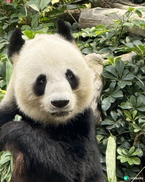 【生活vlog系列】我和熊貓BB有個約會 #shorts #hkpanda #天空妹 #skylife0512 #hkoceanpark #🇭🇰 #家姐細佬 #海洋公園 #港產熊貓 #香港熊貓bb