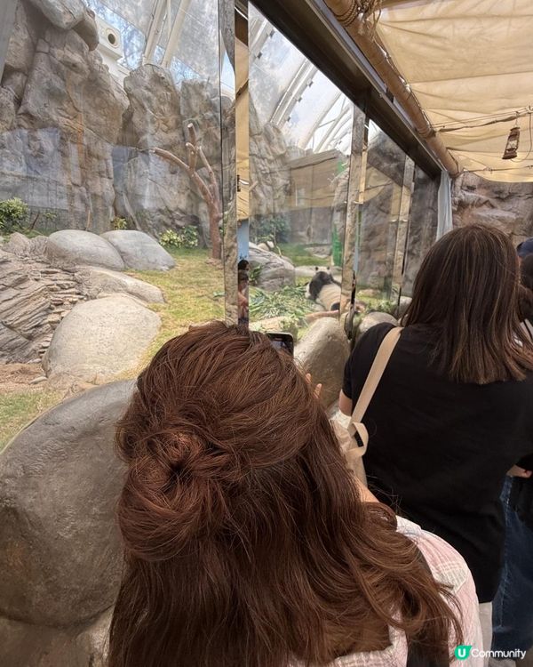 【生活vlog系列】我和熊貓BB有個約會 #shorts #hkpanda #天空妹 #skylife0512 #hkoceanpark #🇭🇰 #家姐細佬 #海洋公園 #港產熊貓 #香港熊貓bb