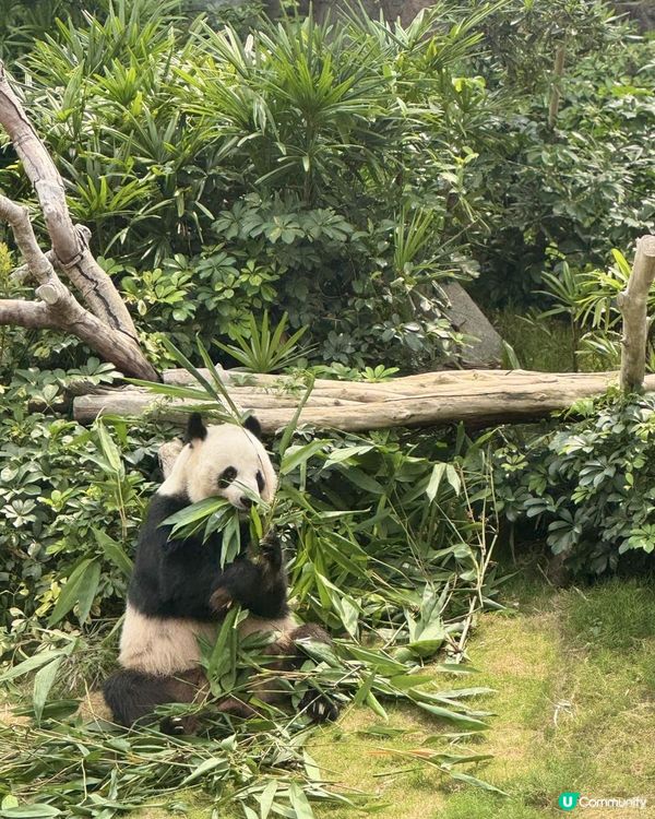 【生活vlog系列】我和熊貓BB有個約會 #shorts #hkpanda #天空妹 #skylife0512 #hkoceanpark #🇭🇰 #家姐細佬 #海洋公園 #港產熊貓 #香港熊貓bb