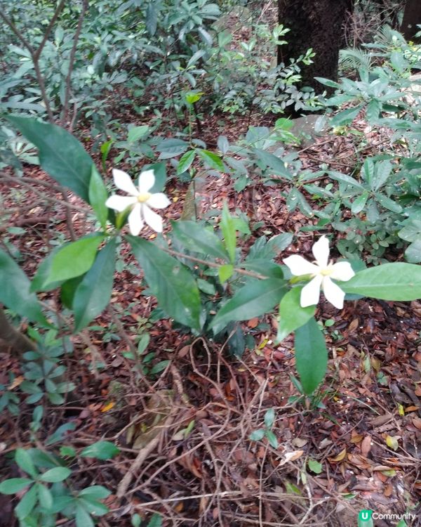 一樹同生不同花