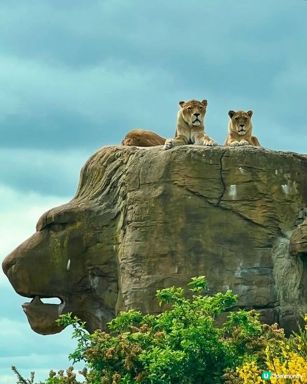 『英國』自駕遊動物園