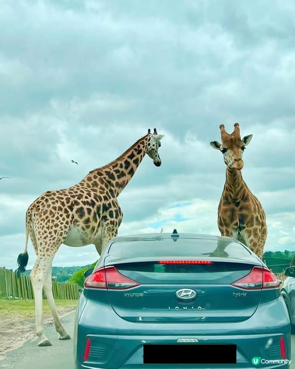 『英國』自駕遊動物園