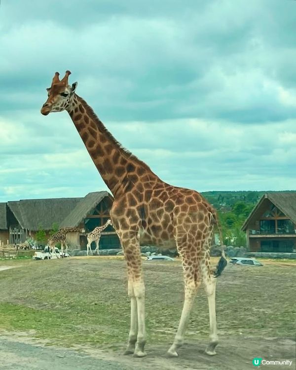 『英國』自駕遊動物園