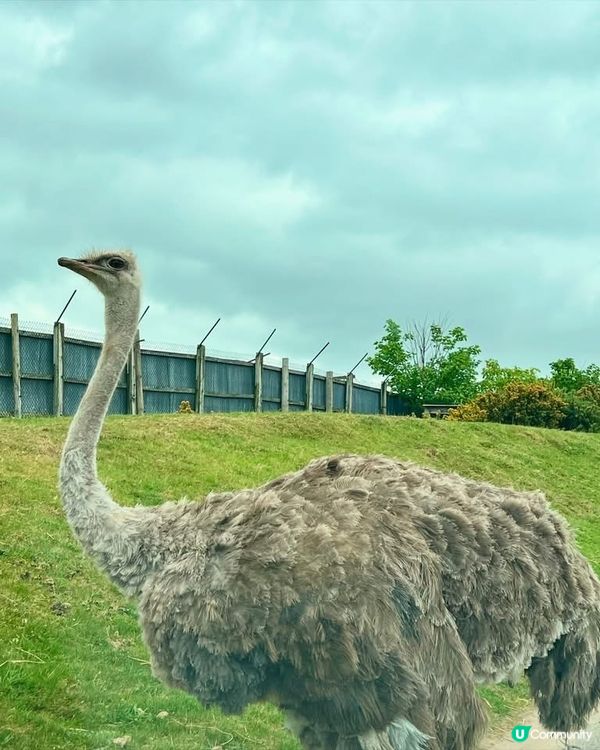 『英國』自駕遊動物園