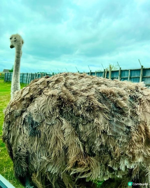 『英國』自駕遊動物園