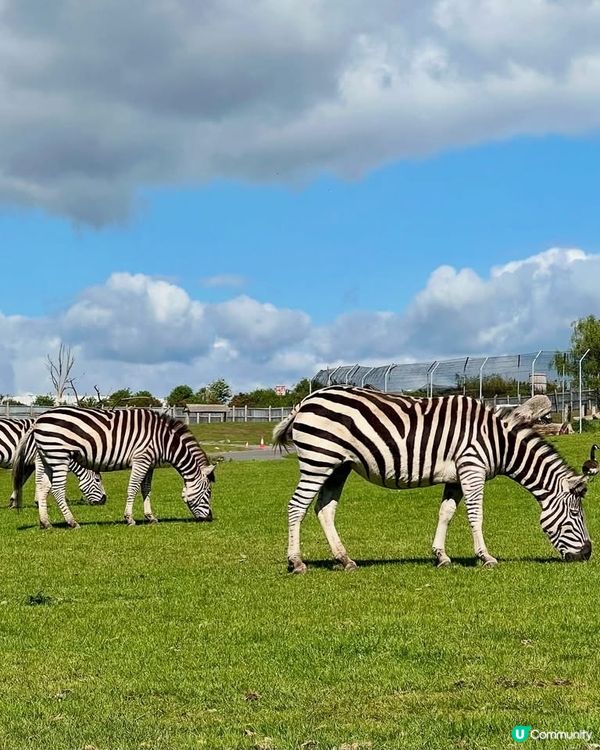 『英國』自駕遊動物園