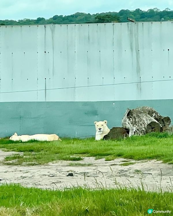 『英國』自駕遊動物園