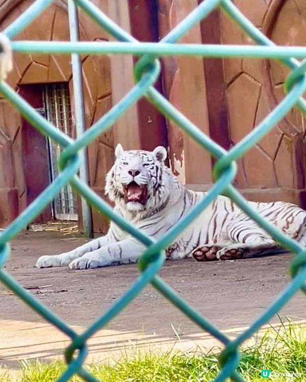 『英國』自駕遊動物園