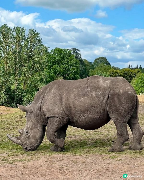 『英國』自駕遊動物園