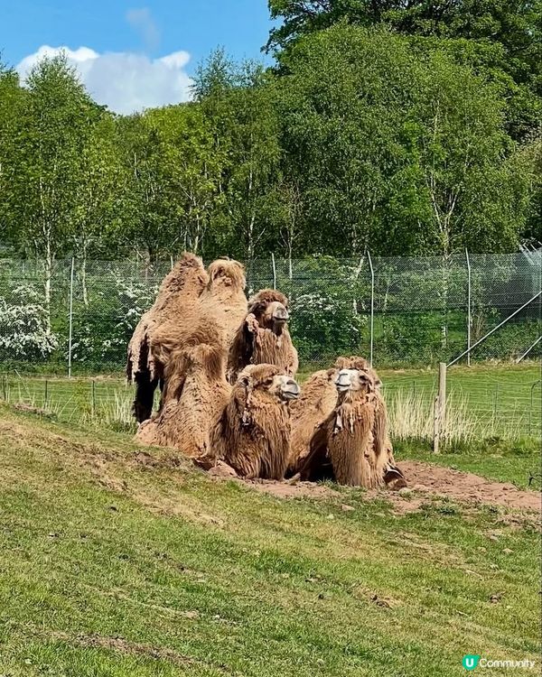 『英國』自駕遊動物園