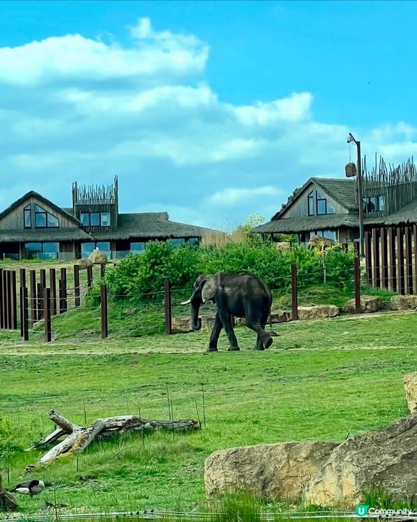 『英國』自駕遊動物園