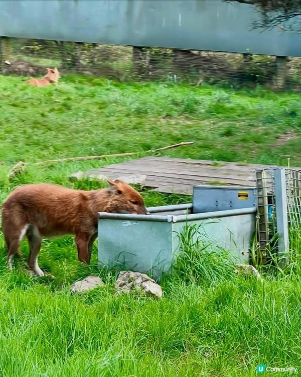 『英國』自駕遊動物園