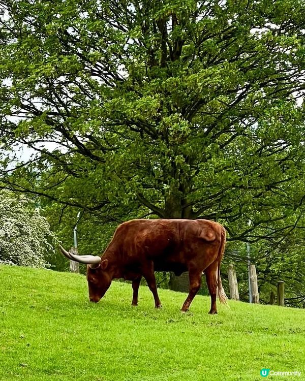 『英國』自駕遊動物園