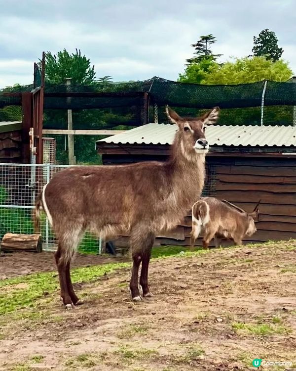 『英國』自駕遊動物園