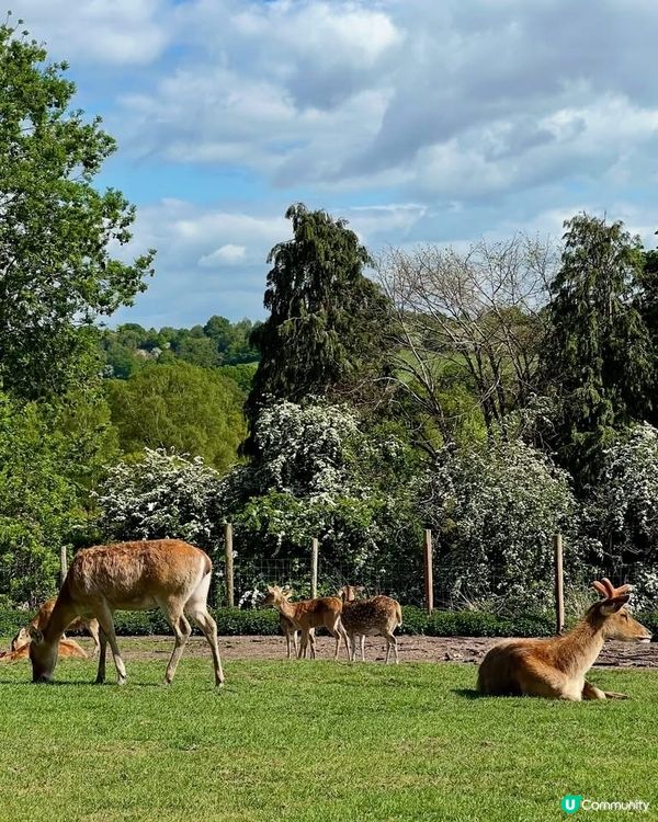 『英國』自駕遊動物園