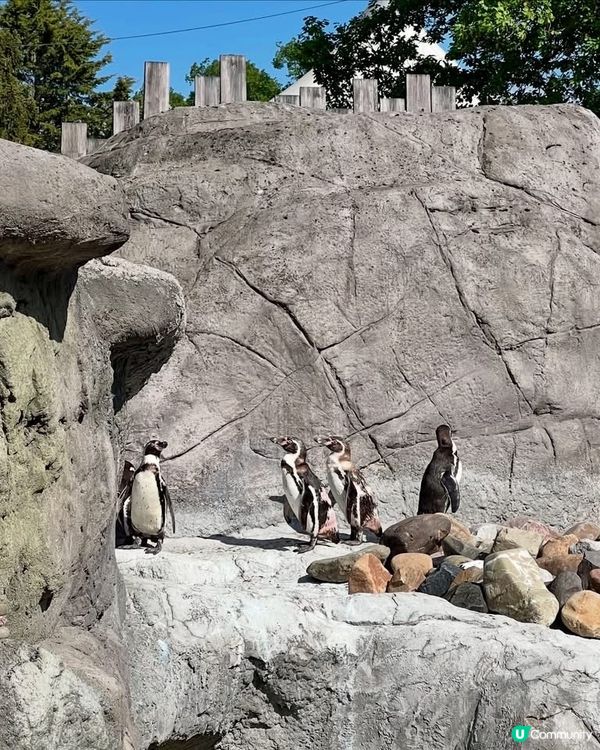 『英國』自駕遊動物園