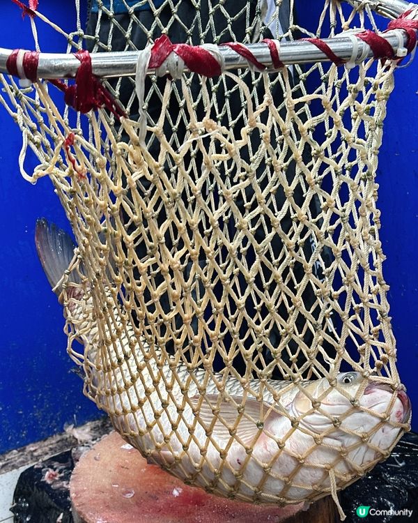 週末食魚🐟  脆肉鯇抵到爆！