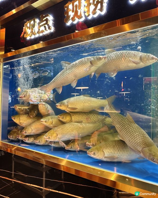 週末食魚🐟  脆肉鯇抵到爆！