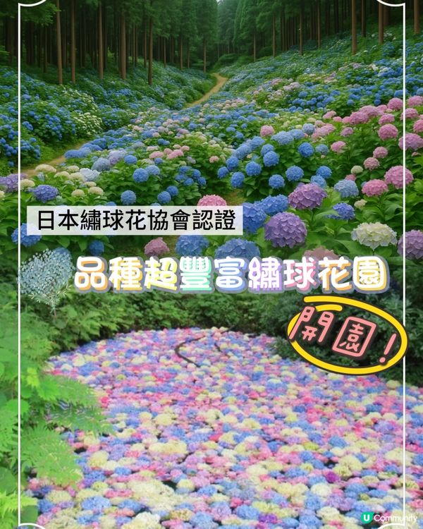 日本首屈一指繡球花園🌸開園❗️❗️