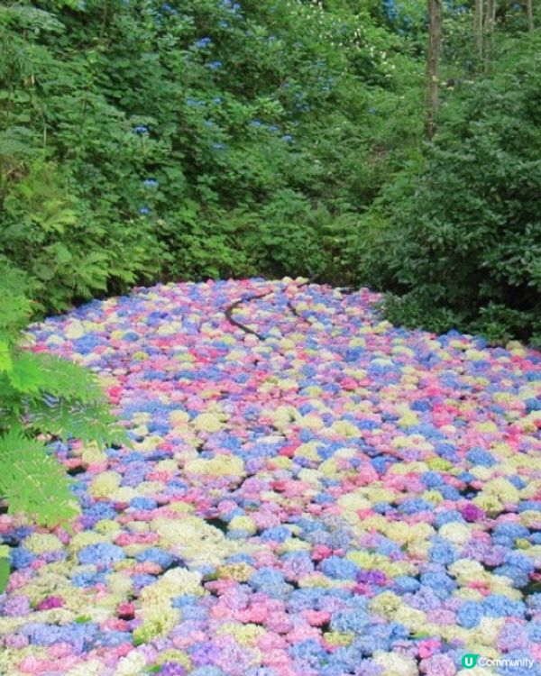 日本首屈一指繡球花園🌸開園❗️❗️