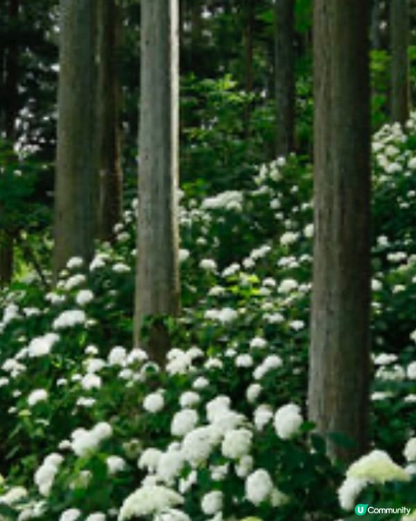 日本首屈一指繡球花園🌸開園❗️❗️