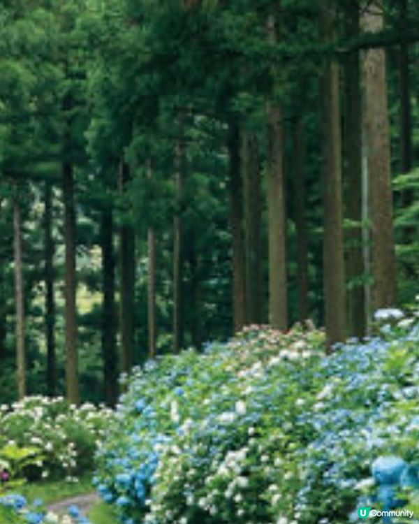 日本首屈一指繡球花園🌸開園❗️❗️