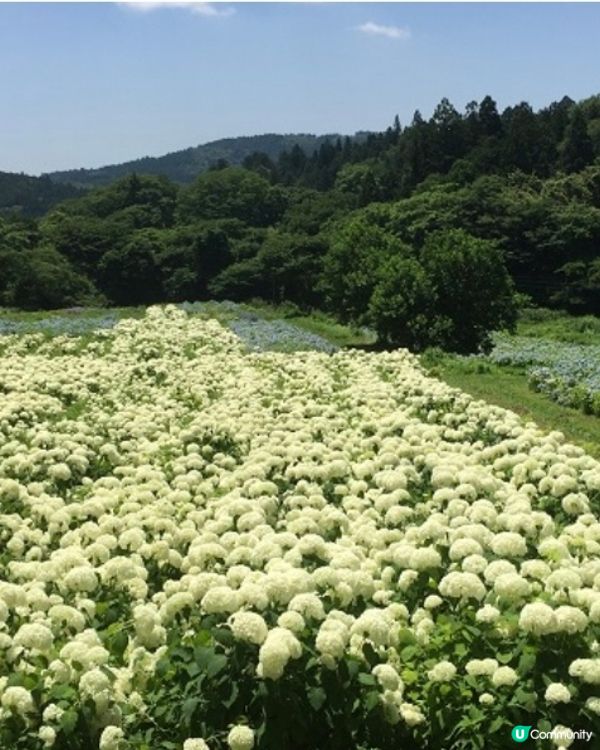 日本首屈一指繡球花園🌸開園❗️❗️