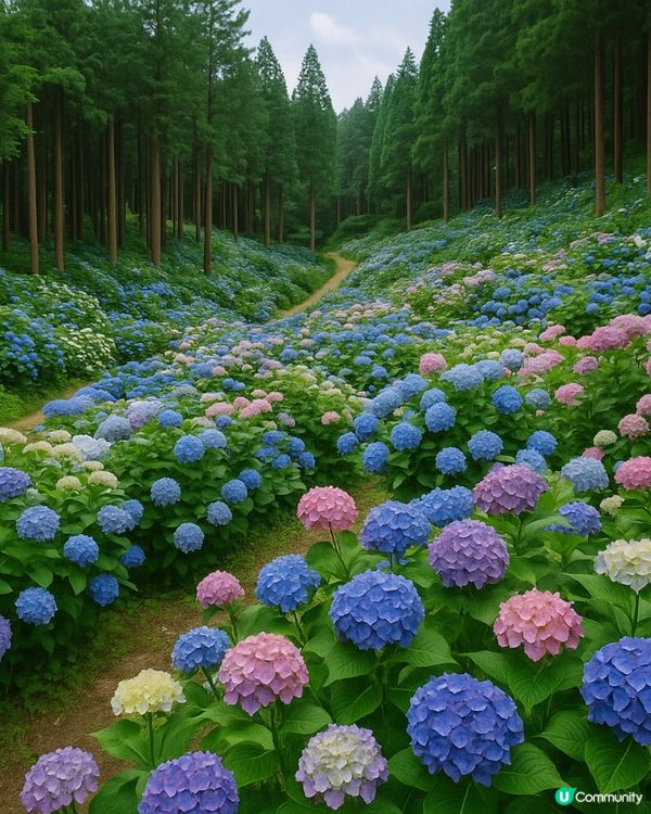 日本首屈一指繡球花園🌸開園❗️❗️
