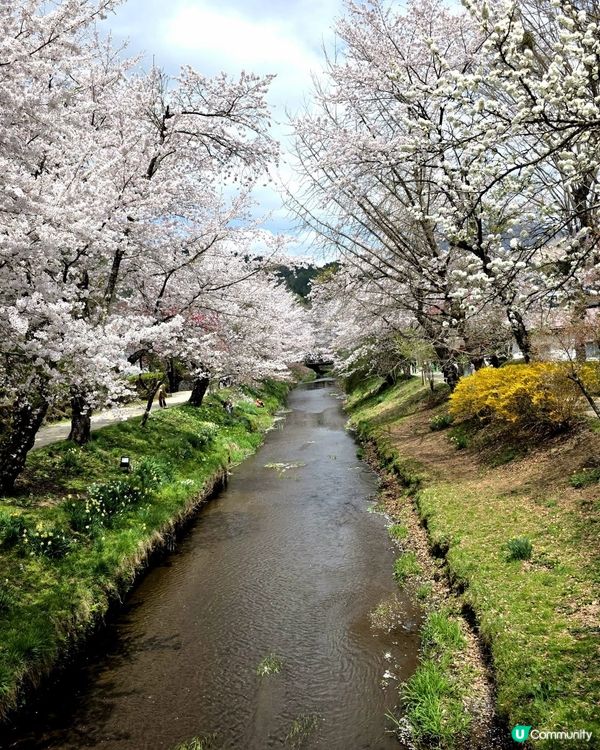 🔥東京旅行攻略 🇯🇵  富士山六景打卡一日遊