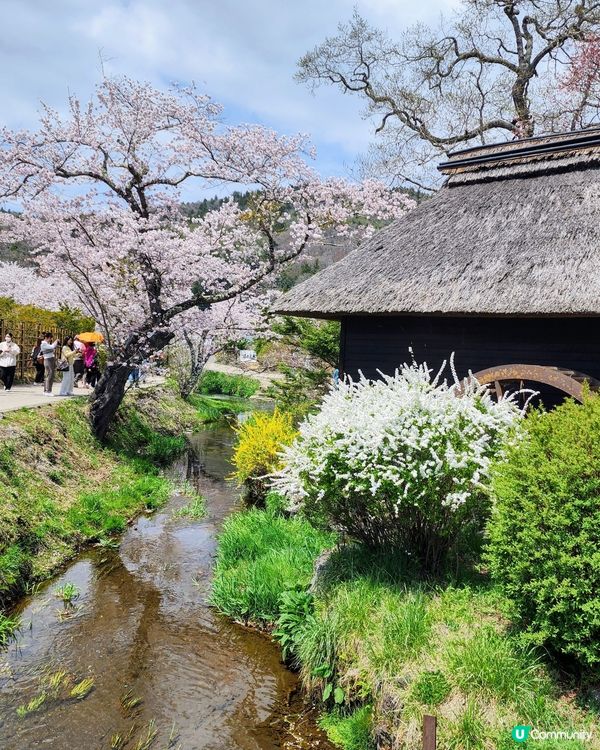 🔥東京旅行攻略 🇯🇵  富士山六景打卡一日遊