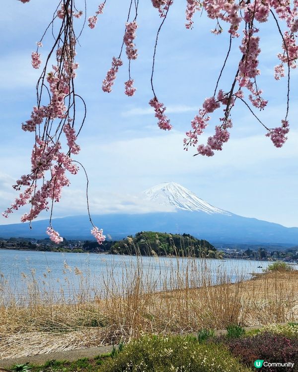 🔥東京旅行攻略 🇯🇵  富士山六景打卡一日遊