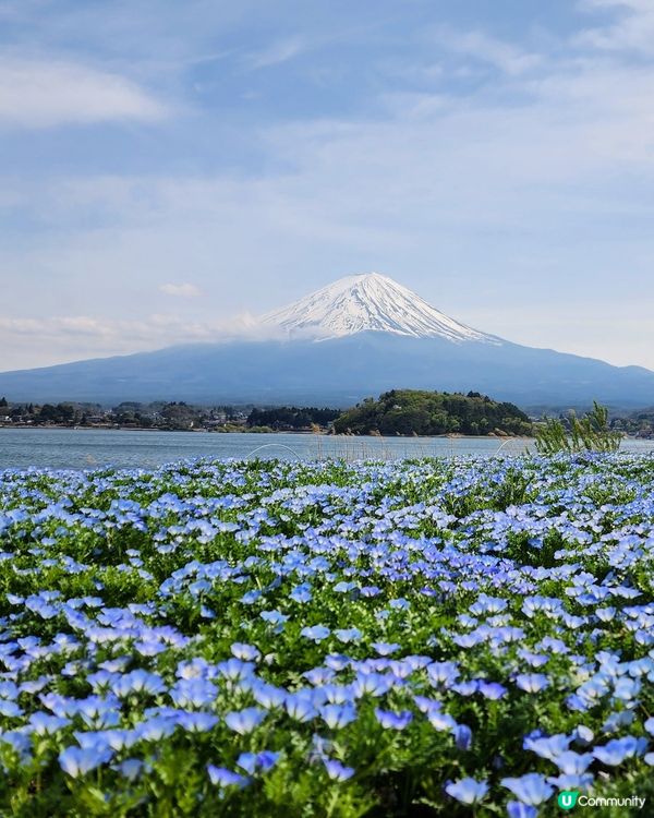 🔥東京旅行攻略 🇯🇵  富士山六景打卡一日遊