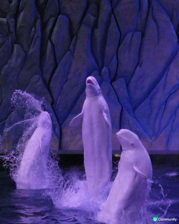 暑假親子遊必去！珠海長隆海洋王國🐬🐠🐳