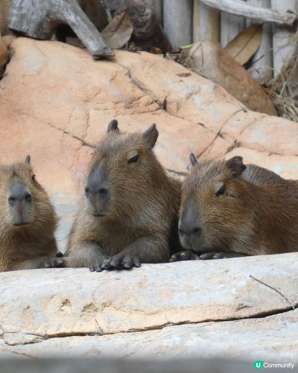 暑假親子遊必去！珠海長隆海洋王國🐬🐠🐳