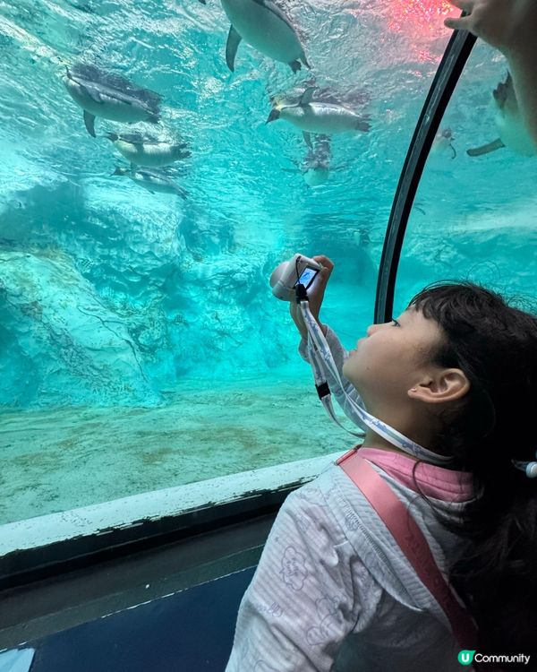 暑假親子遊必去！珠海長隆海洋王國🐬🐠🐳