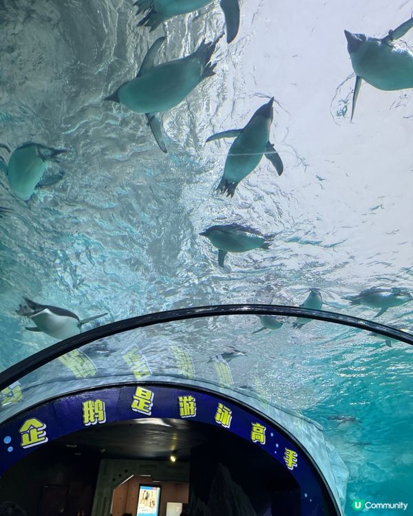 暑假親子遊必去！珠海長隆海洋王國🐬🐠🐳