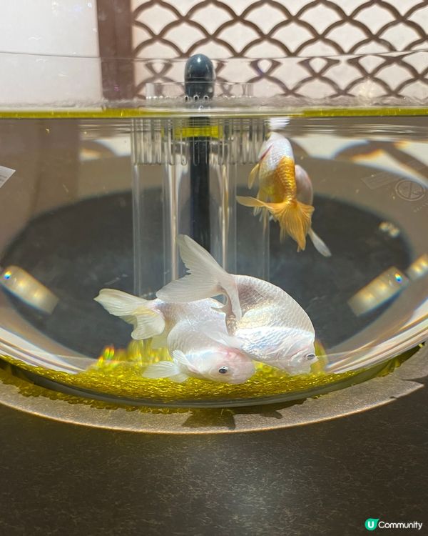 ［大阪景點］🐟🐠日本最美水族館x 全日本第一個球形水族箱