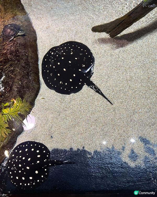 ［大阪景點］🐟🐠日本最美水族館x 全日本第一個球形水族箱