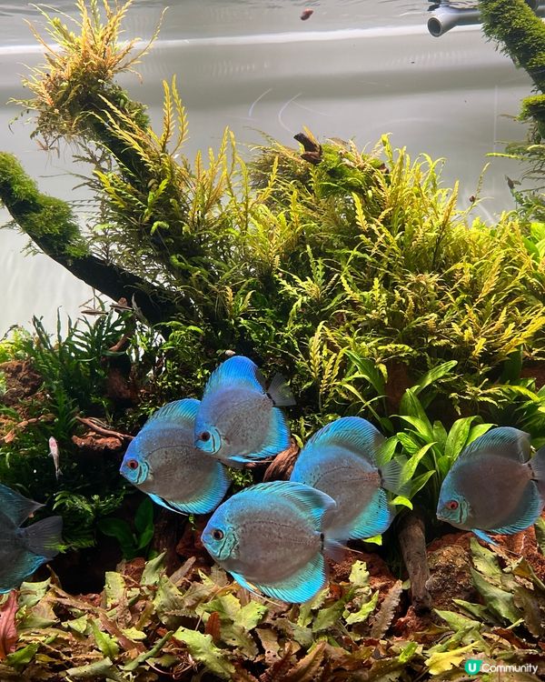 ［大阪景點］🐟🐠日本最美水族館x 全日本第一個球形水族箱